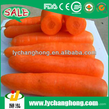 Taille de la carotte fraîche en Chine sml